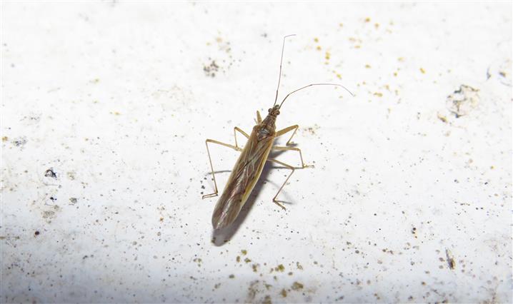 Nabidae:  Nabis (Tropiconabis) capsiformis